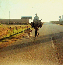 Imágenes de Almendralejo 1950-2020