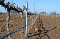 Agricultura pide colaboración para realizar los trabajos de campo del proyecto de obra del regadío de Tierra de Barros