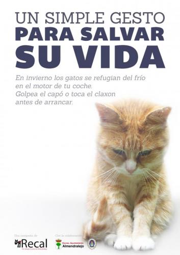 El Ayuntamiento se une a la campaña de Recal para evitar daños a los gatos alojados en los coches