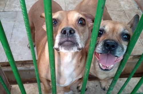 Abierto a consulta pública el reglamento de funcionamiento del Centro Municipal de Protección Animal